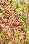 BORONIA HETEROPHYLLA, RED BORONIA