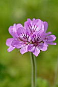 PELARGONIUM CAPITATUM ‘STORKSBILL’, PELARGONIUM