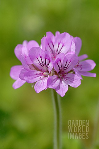 PELARGONIUM_CAPITATUM_STORKSBILL_PELARGONIUM