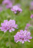 PELARGONIUM CAPITATUM ‘STORKSBILL’, PELARGONIUM