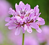 PELARGONIUM CAPITATUM STORKSBILL