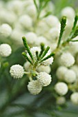 BERZELIA LANUGINOSA, BUTTON BUSH