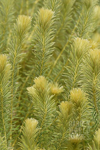 PHYLICA_PUBESCENS_FEATHERHEAD