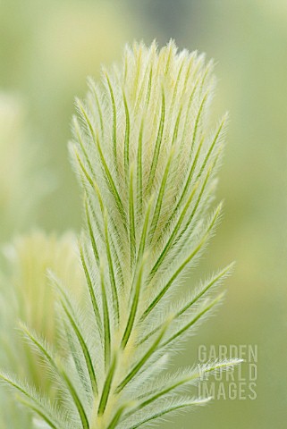 PHYLICA_PUBESCENS_FEATHERHEAD