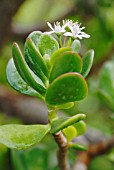 CRASSULA OVATA, JADE PLANT, MONEY PLANT