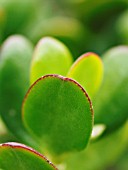 CRASSULA OVATA, JADE PLANT, MONEY PLANT