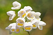 JOVELLANA VIOLACEA, JOVELLANA