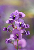 HARDENBERGIA VIOLACEA, SARSAPARILLA - AUSTRALIAN