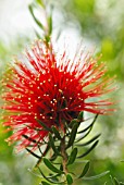 CALLISTEMON, BOTTLEBRUSH