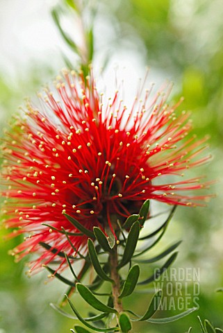 CALLISTEMON_BOTTLEBRUSH