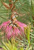 CALOTHAMNUS VALIDUS, BARRENS CLAW FLOWER