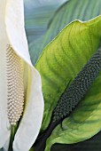 SPATHIPHYLLUM WALLISII, PEACE LILY