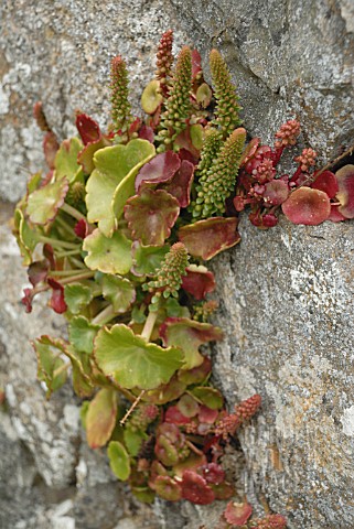 UMBILICUS_RUPESTRIS_NAVELWORT