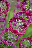 PRIMULA JAPONICA, PRIMULA, PRIMROSE - CANDELABRA PRIMROSE