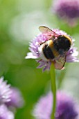 ALLIUM SCHOENOPRASUM, CHIVE