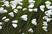 ERIOPHORUM - VAGINATUM, COTTON GRASS - HARES’S TAIL