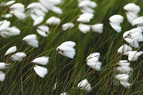 ERIOPHORUM__VAGINATUM_COTTON_GRASS__HARESS_TAIL