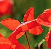 PAPAVER RHOEAS, POPPY FIELD