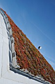 SEDUM, SEDUM, ICE PLANT