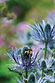 ERYNGIUM, SEA HOLLY