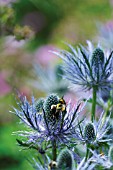 ERYNGIUM, SEA HOLLY