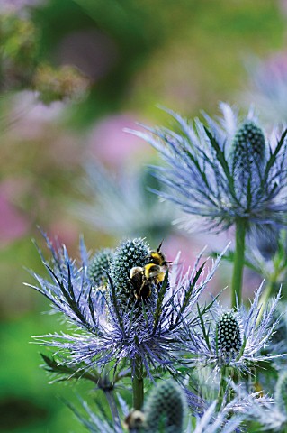 ERYNGIUM_SEA_HOLLY