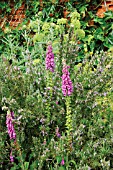 DIGITALIS, FOXGLOVE