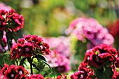 DIANTHUS BARBATUS, SWEET WILLIAM