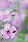 GERANIUM, GERANIUM, CRANESBILL