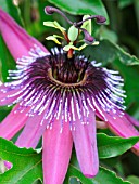 PASSIFLORA, PASSION FLOWER