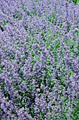 NEPETA MUSSINII, CATMINT