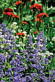 NEPETA MUSSINII, CATMINT