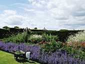 NEPETA MUSSINII, CATMINT