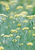 HELICHRYSUM ANGUSTIFOLIUM, CURRY PLANT