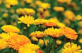 CALENDULA OFFICINALIS, MARIGOLD