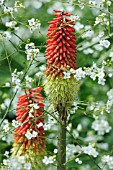 KNIPHOFIA, RED HOT POKER