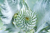 CYNARA CARDUNCULUS, CARDOON