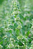 MARRUBIUM VULGARE, HOREHOUND