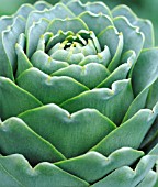 CYNARA SCOLYMUS, GLOBE ARTICHOKE