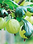 RIBES UVA-CRISPA, GOOSEBERRY