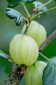 RIBES UVA-CRISPA, GOOSEBERRY