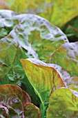 LACTUCA SATIVA MARVEL OF FOUR SEASON, LETTUCE