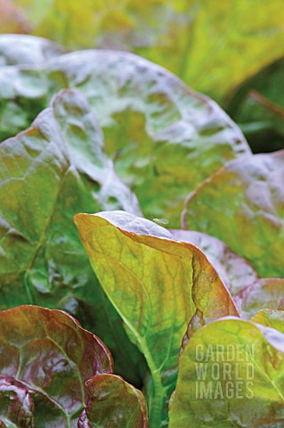 LACTUCA_SATIVA_MARVEL_OF_FOUR_SEASON_LETTUCE