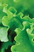 LACTUCA SATIVA LAKELAND, LETTUCE