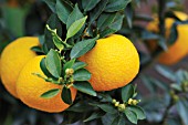 CITROFORTUNELLA MICROCARPA, CALAMONDIN