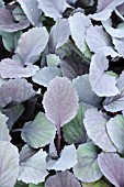 BRASSICA OLERACEA, CABBAGE - RED CABBAGE