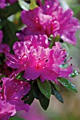 RHODODENDRON, RHODODENDRON