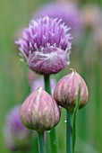 ALLIUM SCHOENOPRASUM, CHIVE