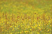 RANUNCULUS ACRIS, BUTTERCUP