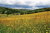 RANUNCULUS ACRIS, BUTTERCUP